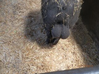 Haha forgot about this pic, that's what I call #shamazeballs #hilarious