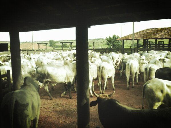 GustavoZooPa's tweet photo. Biox pecuaria moderna fazendo seu papel no rastreamento #boigordo http://t.co/gXMiYhtQ