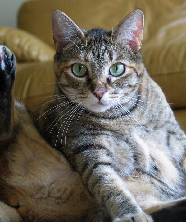 torythecat's tweet photo. #ManCandyMondy 😍 http://t.co/kyA5RhRP