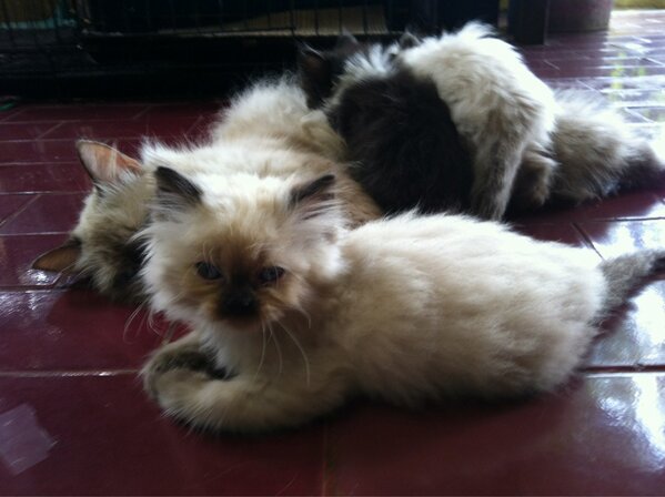 Lucunyaaa.. (Kucingnya ya ¬_¬)RT <a href="/putribali88/">pradita maharani put</a>: <a href="/rezitarani/">Rezita Rani Maulida</a> raniiiii... kucingnya udh pada gedeee....