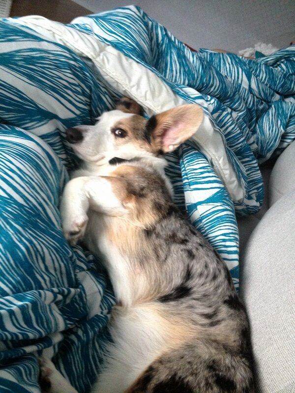 cardiganAlice's tweet photo. Life as a #cardiganwelshcorgi 😘 http://t.co/j3HqkJ9c