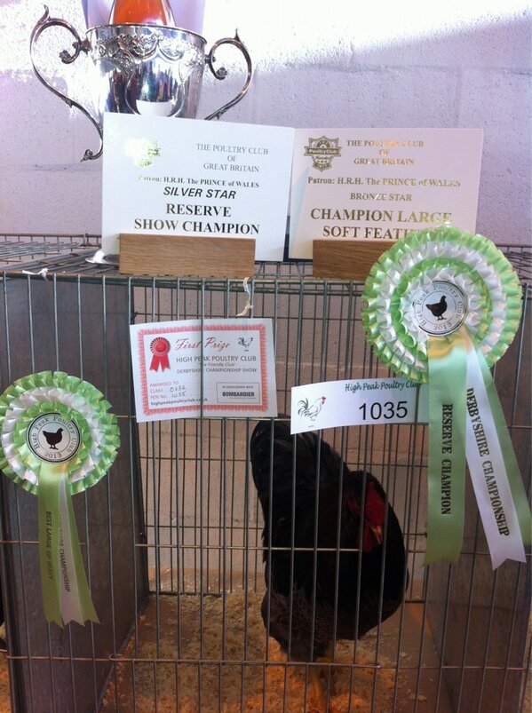 H_P_P_C's tweet photo. Champion Large Soft Feather Heavy and Reserve Show Champion #derbyshirechampionshipshow http://t.co/g35cpokw