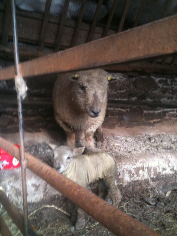 flockofarwen's tweet photo. First lamb 2013 :-) None of the others even look ready :-( http://t.co/sLtadlOY