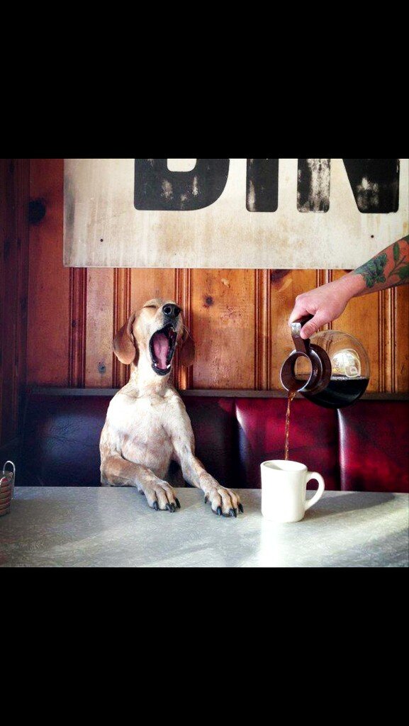 danieladroz's tweet photo. #GusMolnin jiji amo mis mañanas! #bendecida #feliz cafecitoooo! Q tengan lindo dia! http://t.co/29rBwIon