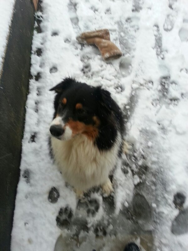 LilialiceK's tweet photo. J'adore quand mon chien se barre avec mon chausson dans la neige ! #neige #Besançon http://t.co/77wqno4k