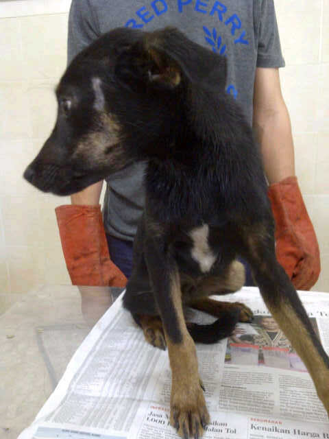 PawRescuers's tweet photo. Adopter needed! My name is Dollar, &amp; i'm male.. @aDOGtion @AlberthieneE @jaan_indonesia CP Nana 08161982756 http://t.co/gHyyd66C