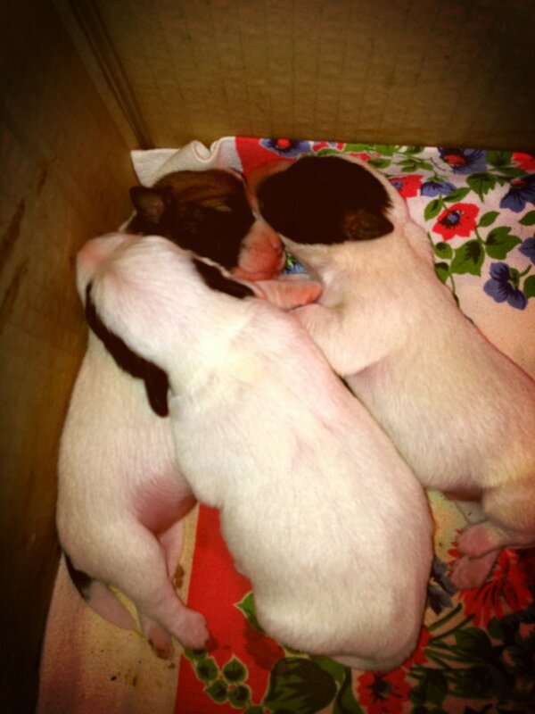 Lucio Ricciardi tweet media