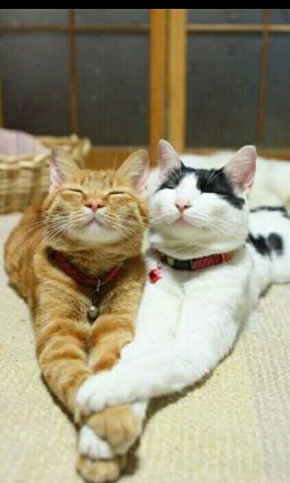빛나는 숲 tweet media