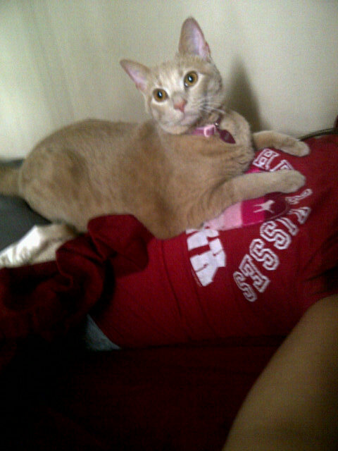 Laura_Pap's tweet image. Tryna nap with this on my chest. #purringmachine