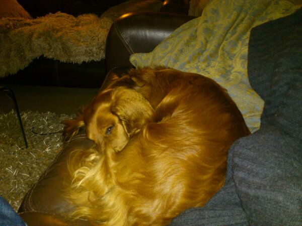 Bentleydadog's tweet photo. Today I have mostly watched my dad mop stuff up and kept my eyes closed as much as possible ps I didn't do it Clive did http://t.co/NvYkb1WK