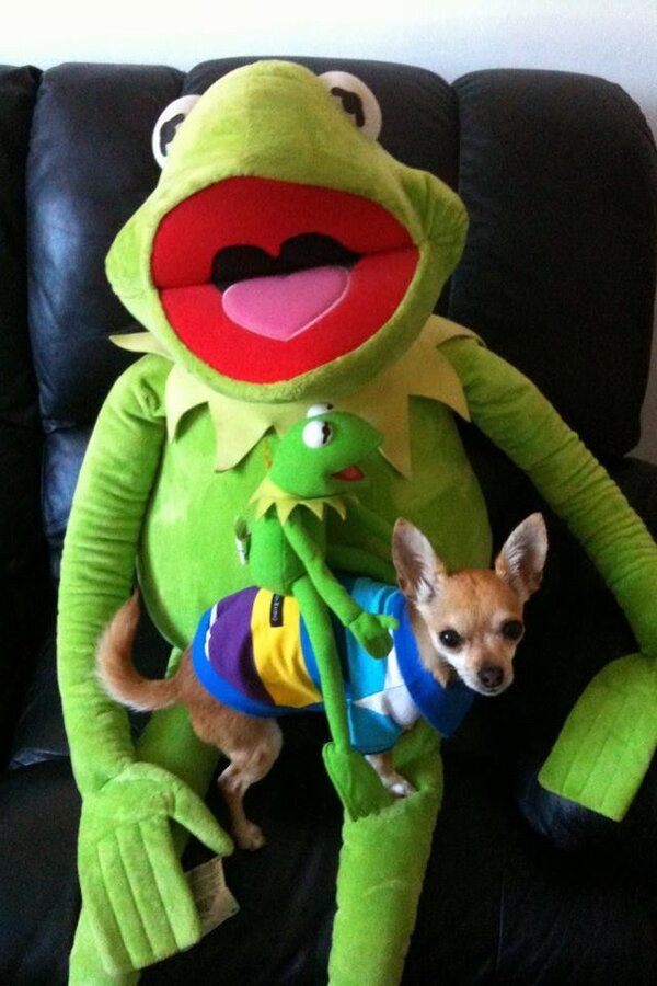 mr roo (@LilMrRoo) | Twitter