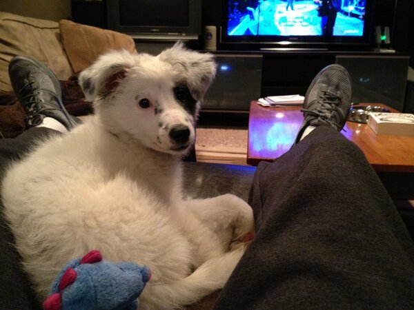 AndrewFnWheeler's tweet image. @AVLGirlProblems It was 2 mi from work to the pound to get my girl. Hardcore.