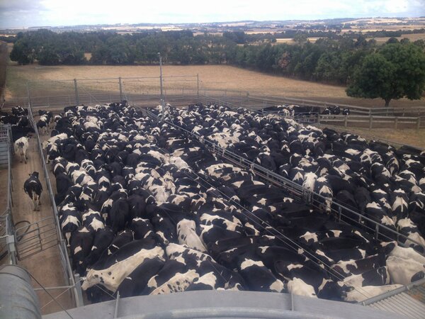 Harryalistair85's tweet photo. Cows feeling the heat in the yard for this afternoons milking. 
Water Sprinklers cooling them down to some extent http://t.co/z06H3gHu