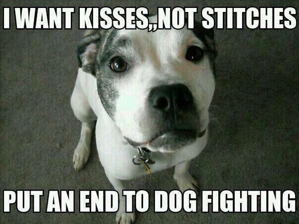 AntiDogFighting's tweet image. #PitBulls Want Kisses, NOT Stitches! Pls Help #EndDogFighting By Reporting #DogFighters 2 The HSUS: 1-877-847-4787! TY!