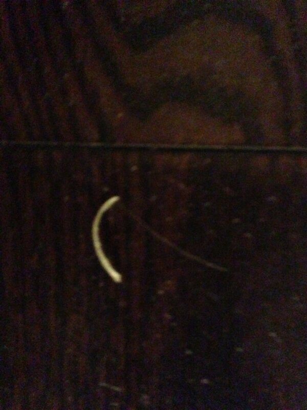 DMacker23's tweet image. @RyanPowers18 @edurnin89  Emergency house meeting #toenailbandit #animals #youwillbecaught