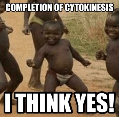 aCENTRIOLElyfe's tweet photo. Centrioles aid in completin cytokinesis. They also aid in everything else you need like mitosis! #organelleelection2013 http://t.co/i0bRHOB1