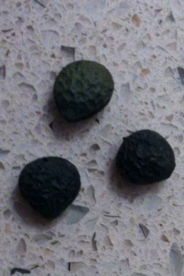 Resimdeki nedir? Soruya doğru cevap veren 2 aileye 4 er kişilik ikramda bulunacağız. RT yap şansını arttır...