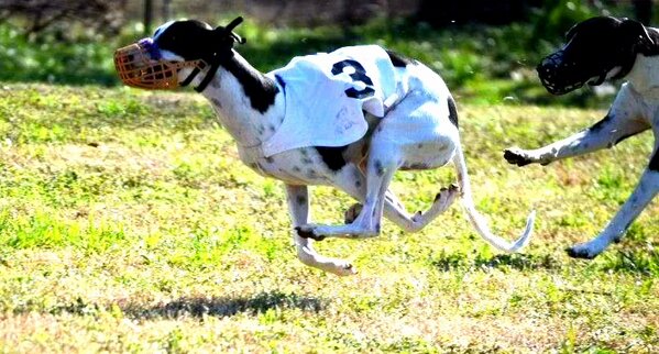 FifiWhippet's tweet image. Girl Power! Boys, eat my dust xoxo