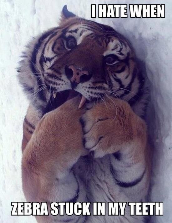 BekD_JBaus's tweet photo. Me too... #tiger #cute http://t.co/jam8ynaS
