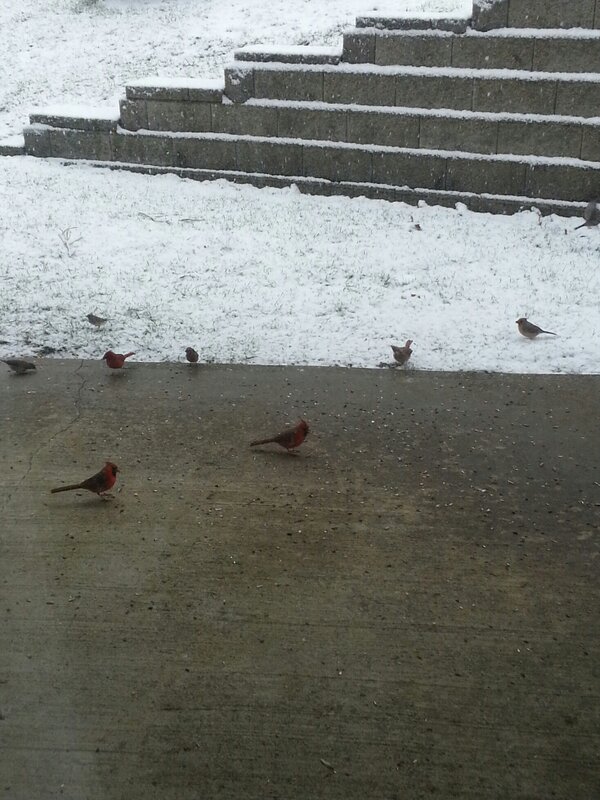 Edycinti's tweet photo. Snow and birds http://t.co/osnRWxla