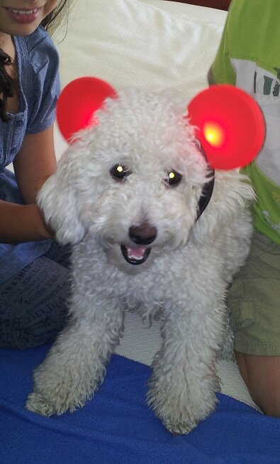 EmilioClementi's tweet photo. @botaspuesta Poodle, 10mss Tutú aún perdida desde 27Ene,Sector PHarris/Bocaccio. C/collar, placa,chip. Continua Busqda. http://t.co/STMh33kD