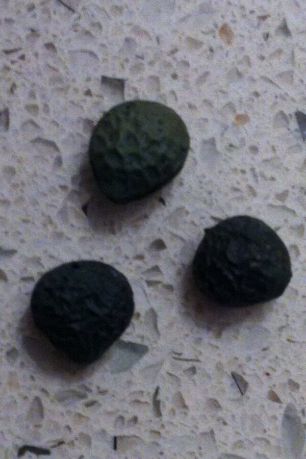 Resimdeki nedir? Soruya doğru cevap veren 2 aileye 4 er kişilik ikramda bulunacağız. RT yap şansını arttır..