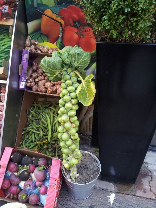 XLHayat's tweet photo. Brüksel lahanası biz seni hiç böyle bilmezdik :) http://t.co/pHI66DyK