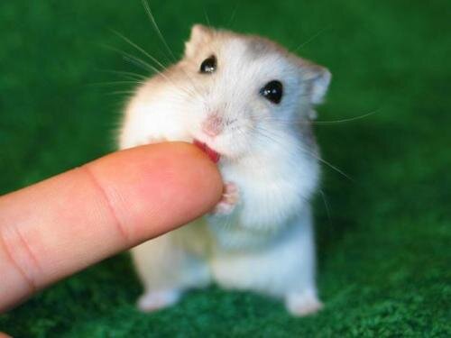 BeleefdeZinnen's tweet photo. #Retweet als je dit Cute vindt ❤ http://t.co/oCt8cF01