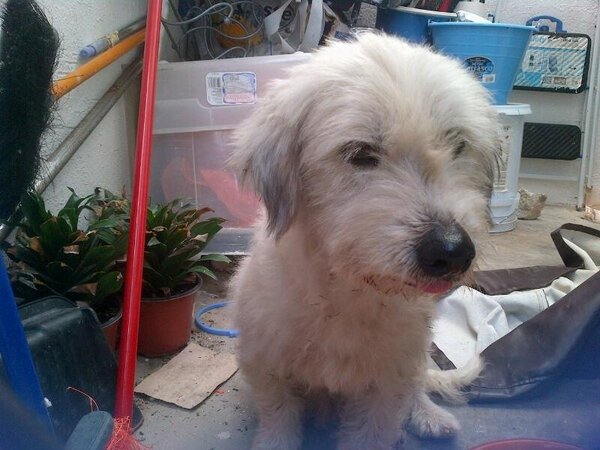 campinuni's tweet photo. "@Mayiux_E: Perrita tipo maltés abandonada o perdida, rumbo Paraíso Maya, ayúdala RT @retioMID http://t.co/SKKKhzMx" @FindMyDogMid