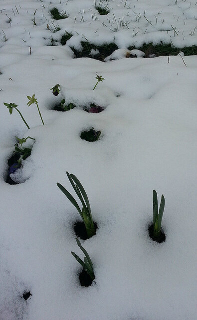 DeaneRdCemetery's tweet photo. Our daffodils popping up through the snow last week looking a bit like bunny's ears http://t.co/4lR7S6Pd