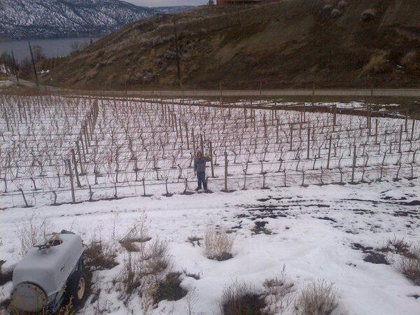 Working hard to make our second Canadian Red Wine of the year Daniel pruning thanks Wine Access