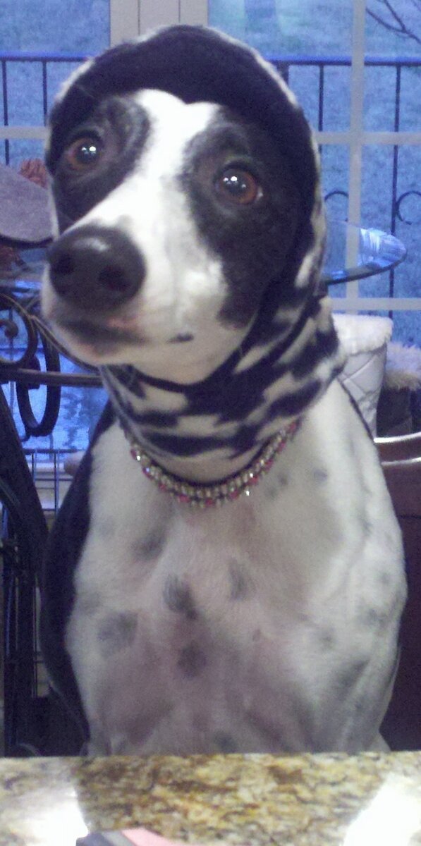 FifiWhippet's tweet image. HIYA Twitterland!  It&apos;s been a while! xoxo