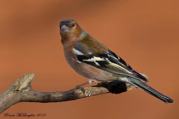 romclaughlin's tweet photo. For those not on Facebook here's a chaffinch in my garden from earlier. http://t.co/t24ULEzr