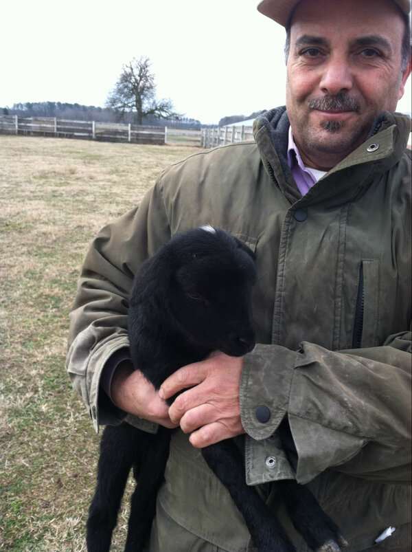 AlmaalaFarm's tweet photo. almaala farms has good news 
new born lamb , very cute http://t.co/m1kArnK4