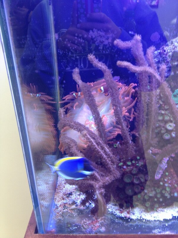 Meggssttaa's tweet photo. FINDING NEMO IS NOW AT HUTCHISON!! 😁😱😍 http://t.co/j5LCfOJS