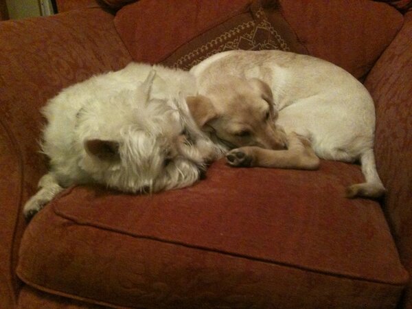 colinchap's tweet image. Happy mutts. #peace #zzzzx