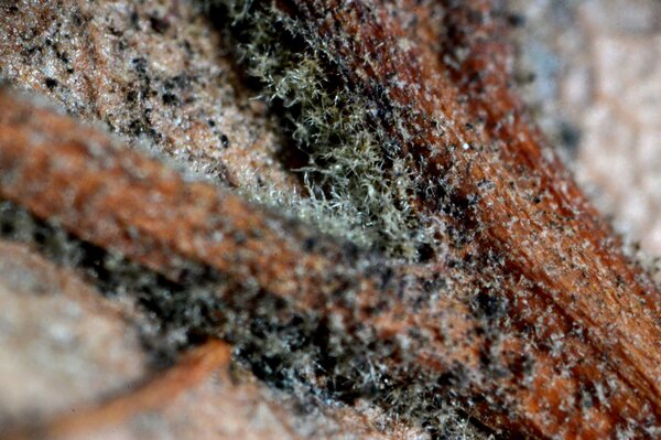 dandapenguinman's tweet image. underside of  a leaf, super magnified. my equivalent to stopping to smell the roses and then whipping out a microscope