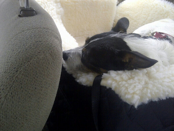 Tyler_T_Dog's tweet photo. So tired from daycare ZZZzzzzzz..... http://t.co/PuKYVUok
