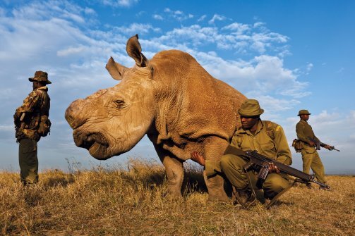 Joe_Kioko's tweet photo. The Economics of Extinction: Africa’s Elephants and Rhinos in Danger. CC: @kwskenya http://t.co/AT2NqnIl http://t.co/UD9Ijer0