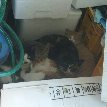 dosulee's tweet photo. @oisoo선생님을 이용하고자 합니다. 여기는 전북 완주군 봉동읍 3공단근처입니다.근처 식당사장님이 거두신 숙녀 길냥이 모녀 6마리인데요.중성화로 산아제한 못하면 돌보기힘드시대요.. 무료나 저렴한 시술?안될까요? http://t.co/O5hHnkc8
