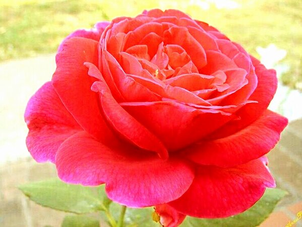 paritosh311's tweet photo. Seeing everybody's tweets, I guess it's Kate Winslet's birthday today. Happy Rose Day to all my friends. http://t.co/FiupT8vm