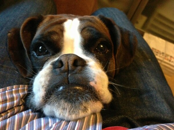 Inditheboxerdog's tweet image. Howdie