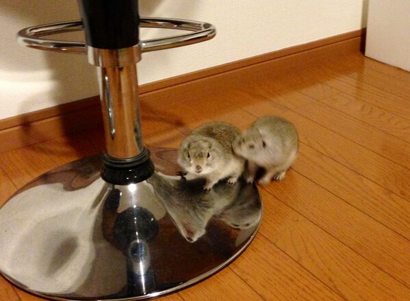 BanBi_aka_FireB's tweet photo. 小屋から解放(^_^)♡
仲良く遊んでる～ http://t.co/MIxrLlBz