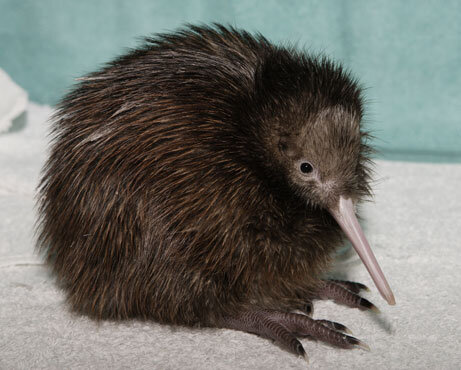 RochesterPR's tweet photo. #NZweek must include a mention of the adorable #kiwibirds, we're imagining #DavidAttenbrough squeaking with them! http://t.co/rBw5rBSQ
