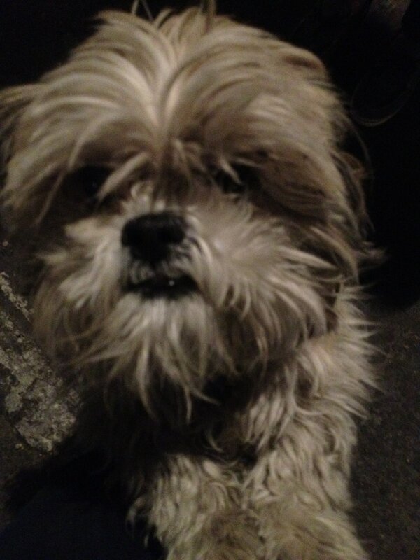 JoannaSea's tweet image. Totally met an Ewok on outreach last night #vegas #spreadingjesus #mythicalcreatures