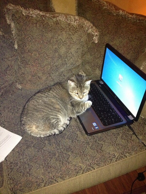 _katiechase's tweet image. #techkitty