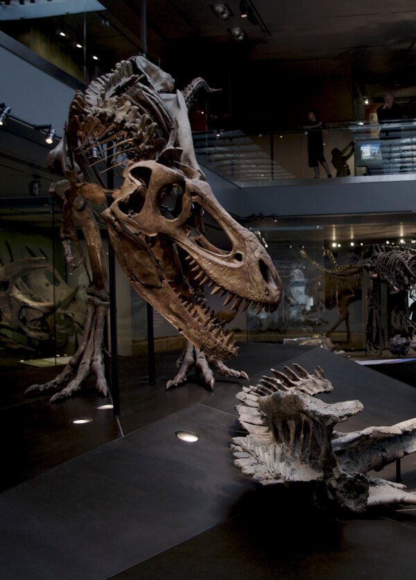 Juan Manuel (@jmanuel9112) on Twitter photo Dinos!!! #nhm100 Dinos!!! #nhm100