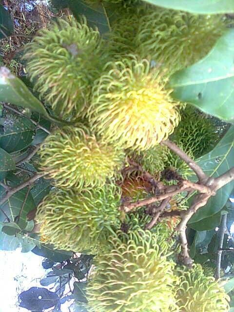 Beragampantun's tweet photo. Buah rambutan. http://t.co/JksQdPhM