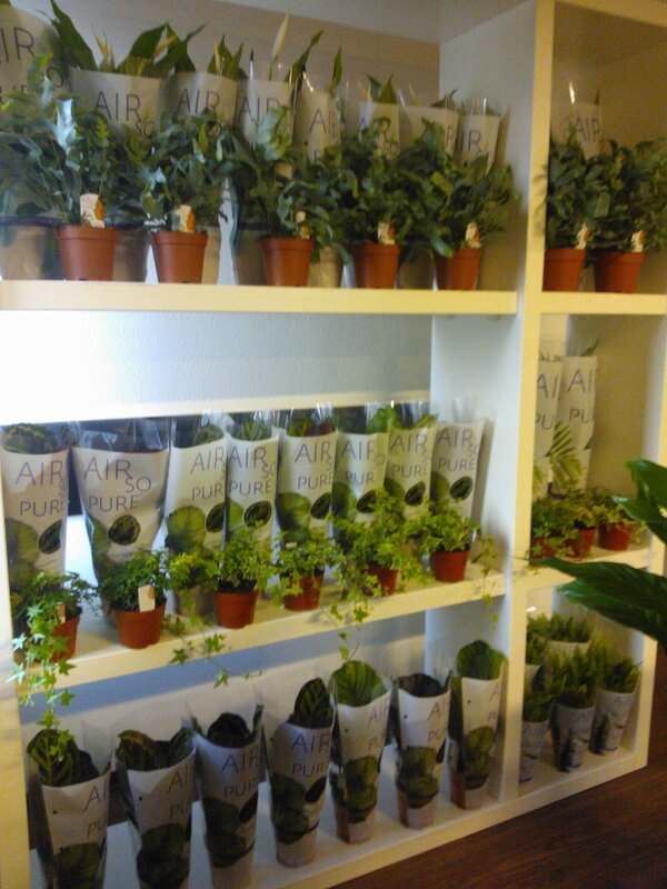 Air So Pure presentatie !! Ter inspiratie voor een prachtige (winkel)presentatie.. #airsopure #hamiplant