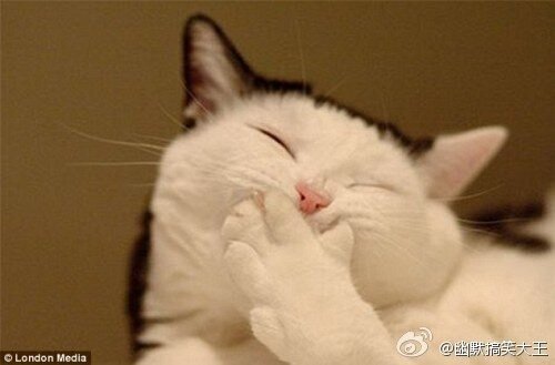 VIP_Tang's tweet photo. 嘿，你在偷笑神马？！！嗯哼哼……别以为我不知道是你偷吃了鱼缸里的金鱼！ http://t.co/JCj5J8ab